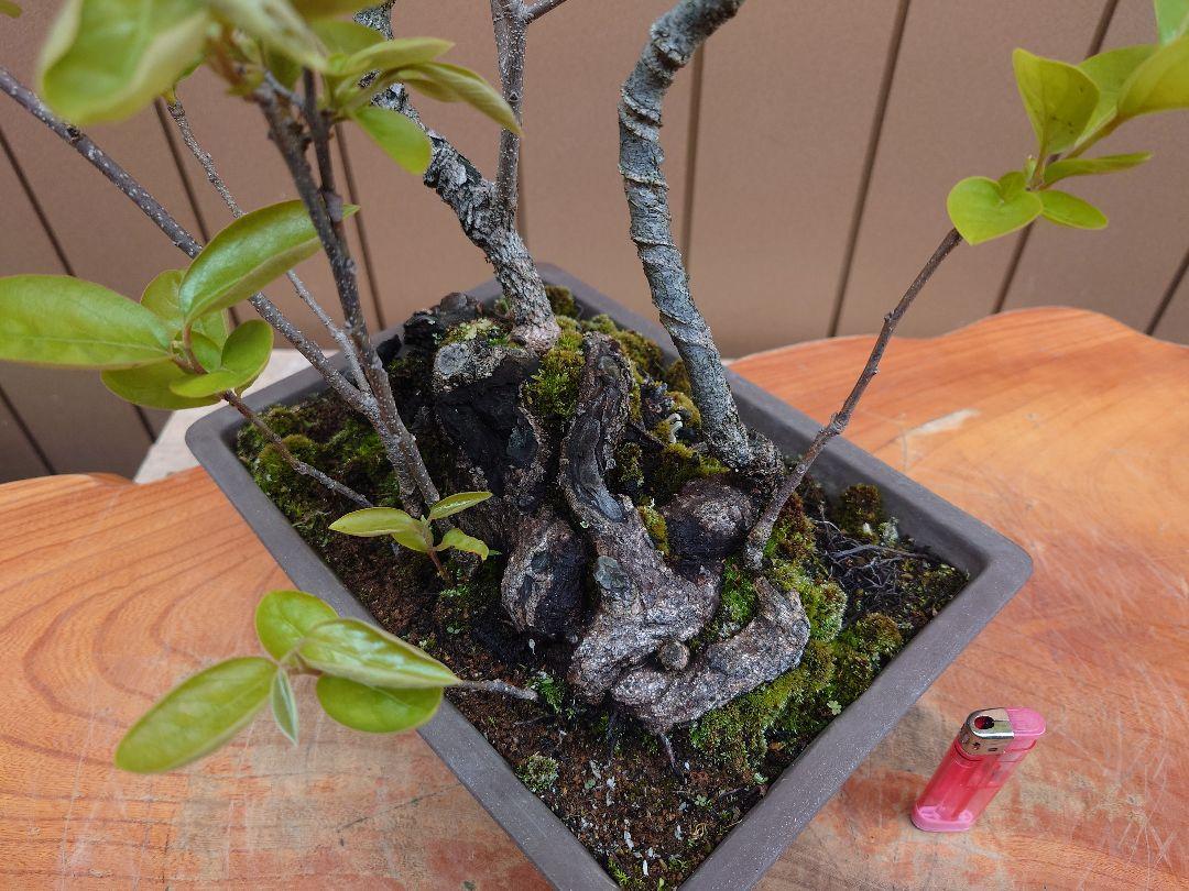 盆栽　山柿　樹高56cm