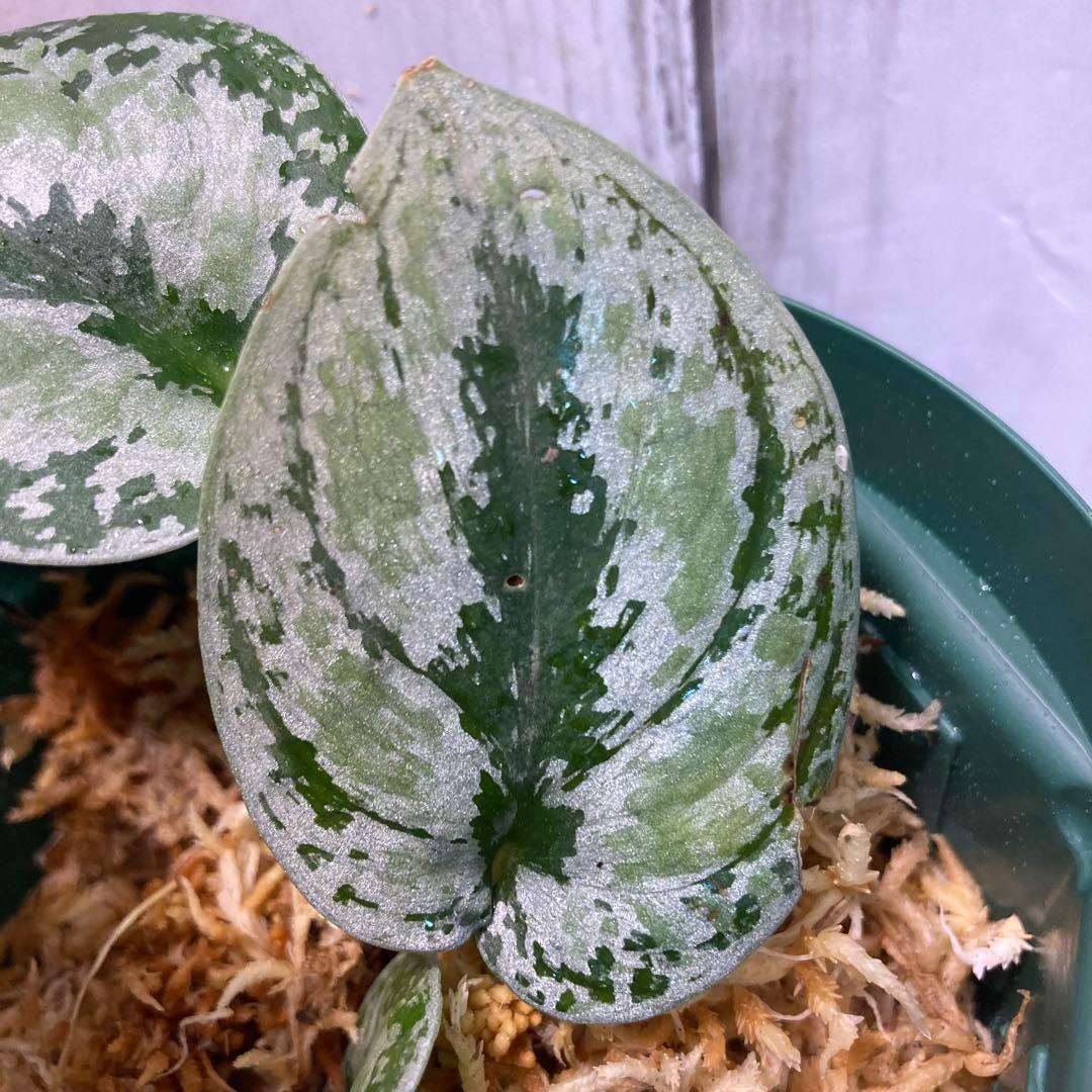 室外 スキンダプサス トリカラー シルバー - 通販 - www.cen-mp.org