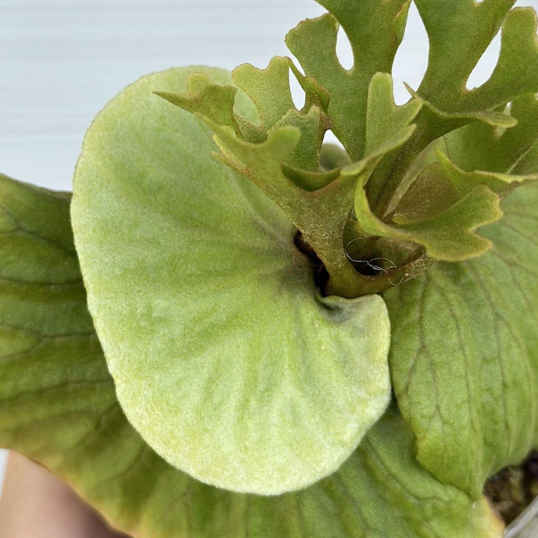 ビカクシダ P.ridleyi dwarf silver 316