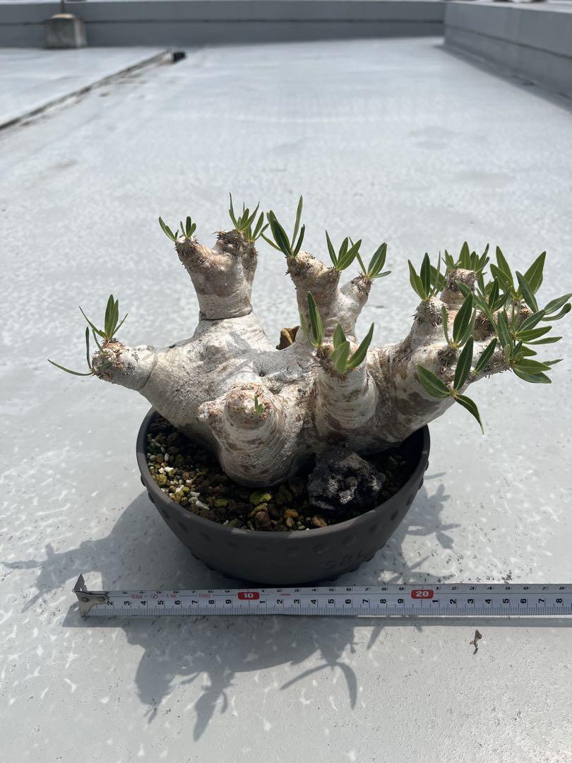 塊根植物　ブレビカレックス
