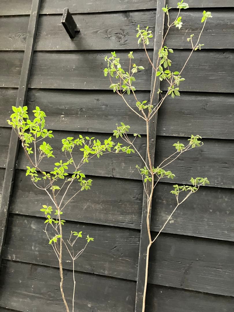 86 山採り アオダモ 86 山採り アオダモ