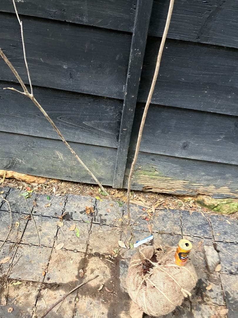 86 山採り アオダモ 86 山採り アオダモ