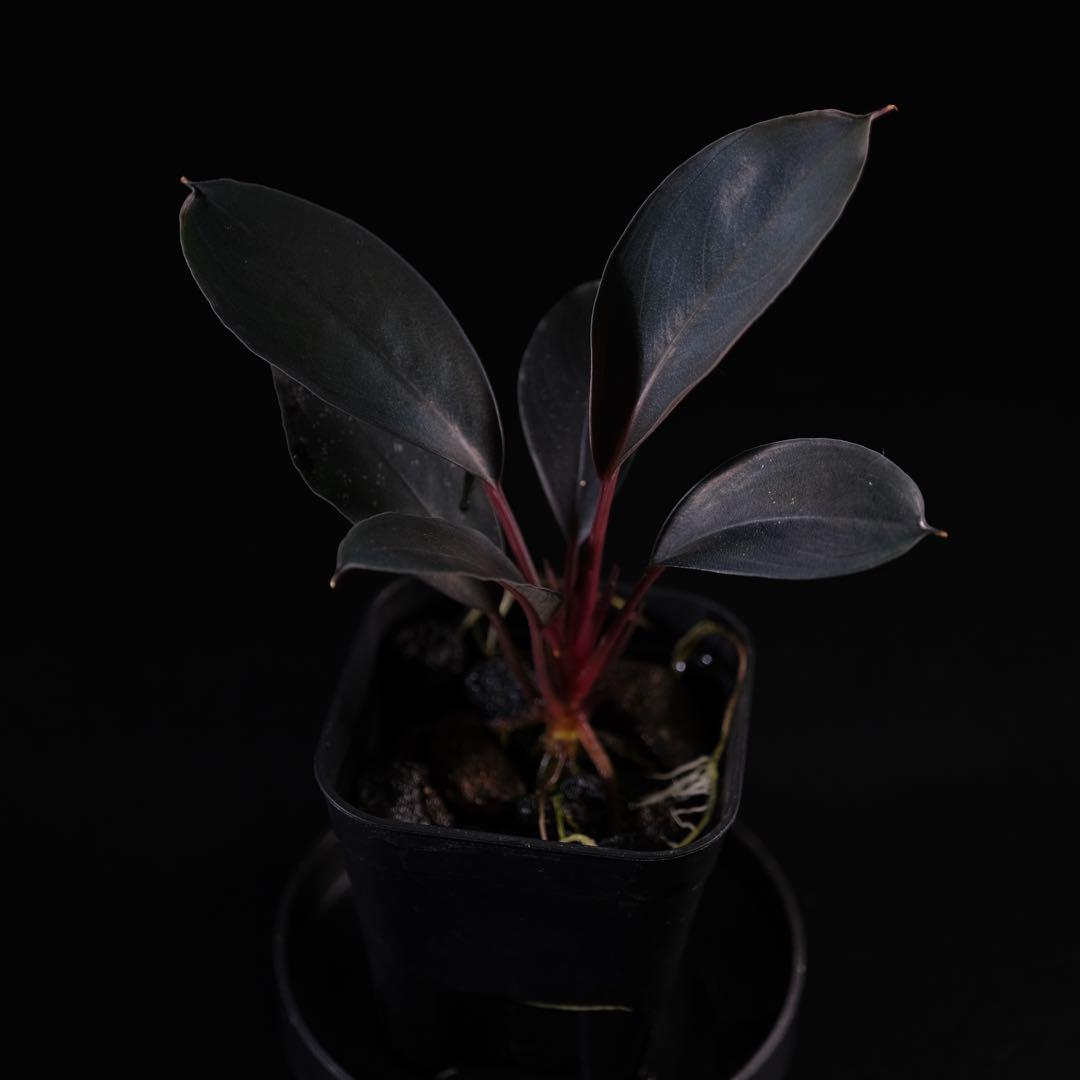 BUCEPHALANDRA sp.