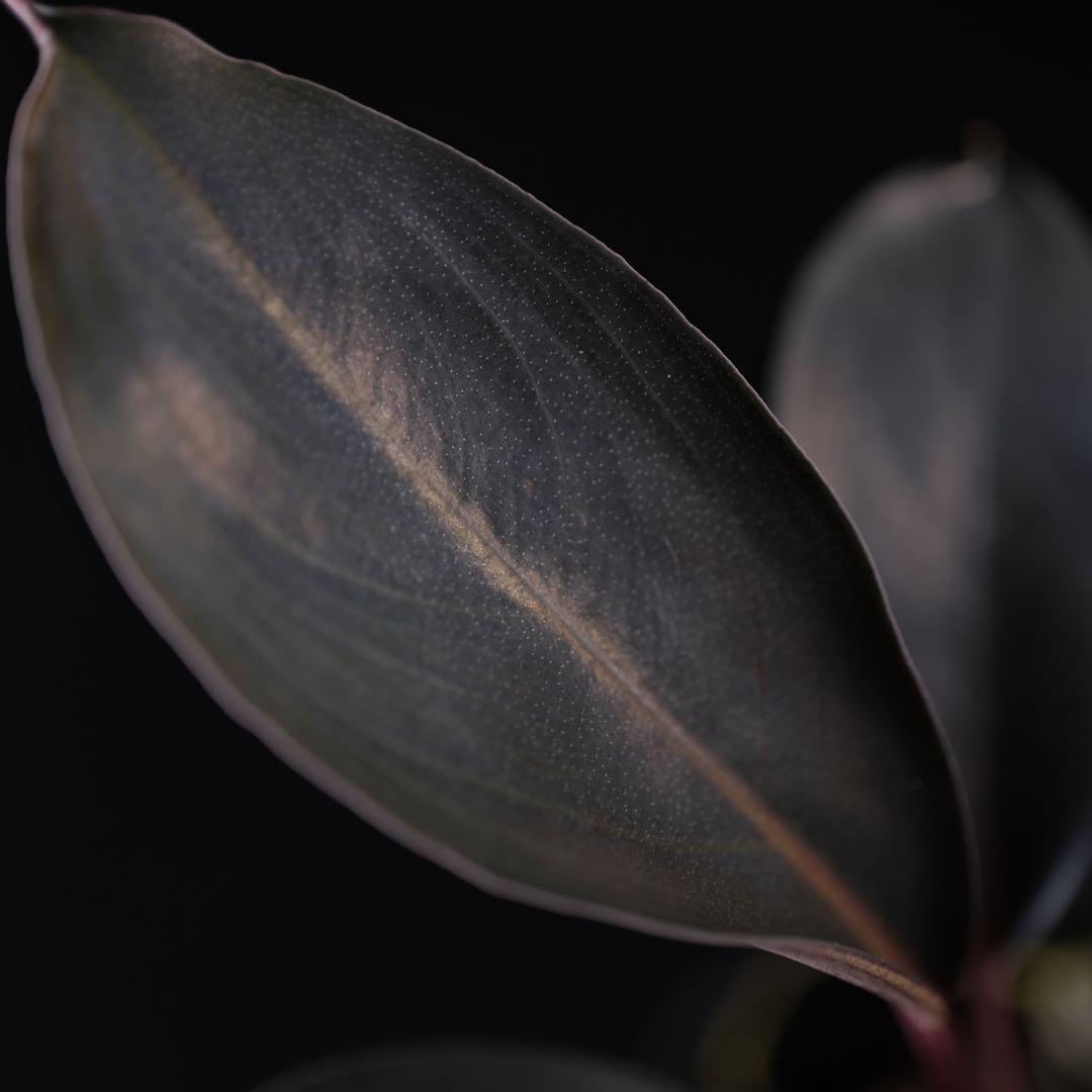 Dark