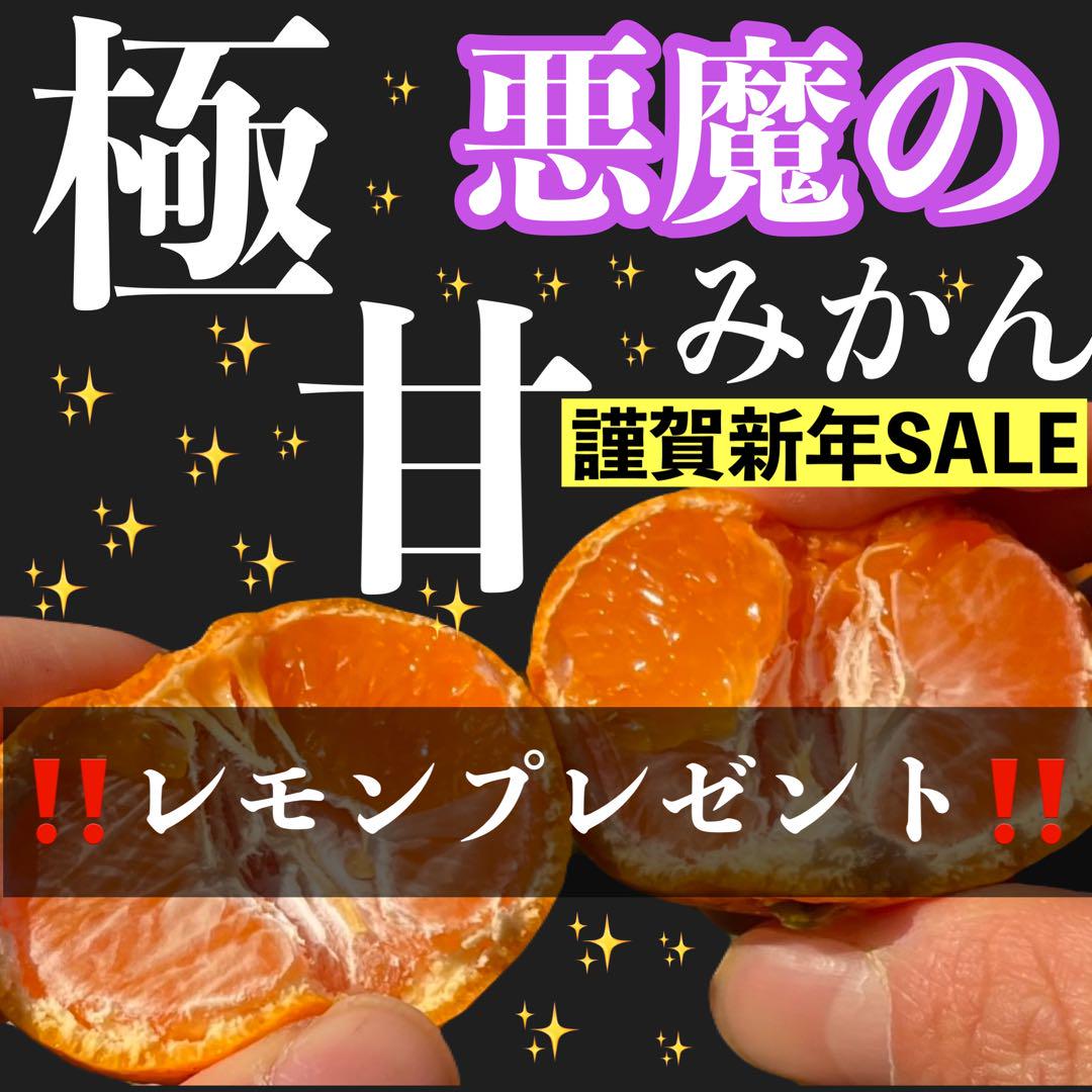 愛媛県産　モロ　ブラッドオレンジ　柑橘　10kg 愛媛県産 ブラッドオレンジ モロ 柑橘 10kg - 果物本物