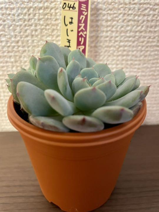 ☆子株付き はじまりの花 おらいさん苗