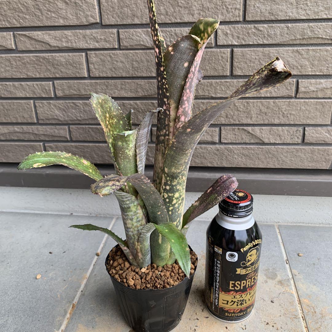 Billbergia Kolan Pink Queen