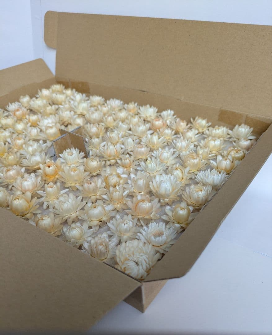 ドライフラワーやや傷や汚れあり