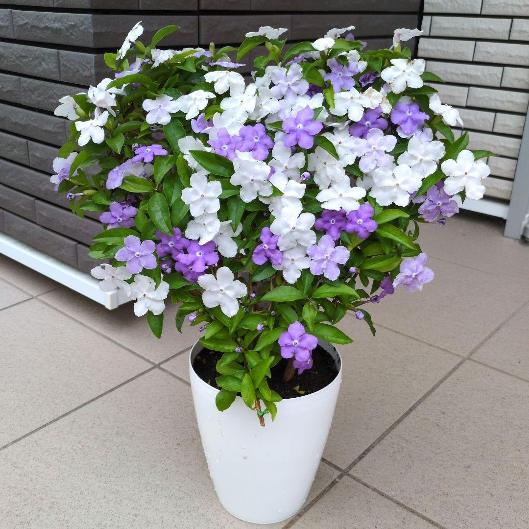 花苗　ニオイバンマツリ　ハート仕立て　５号鉢