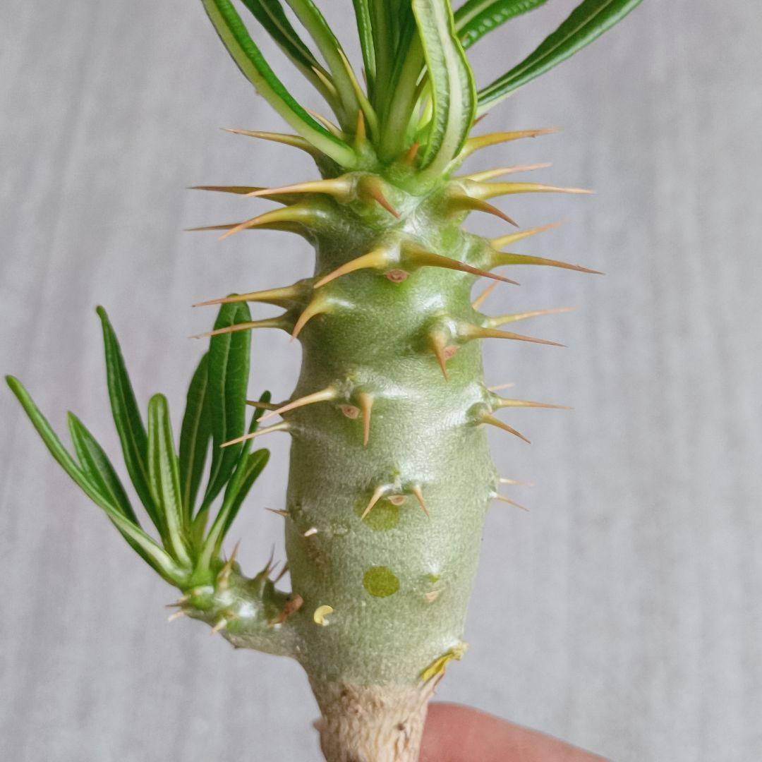 225Pachypodium ambongenseパキポディウムアンボンゲンセ