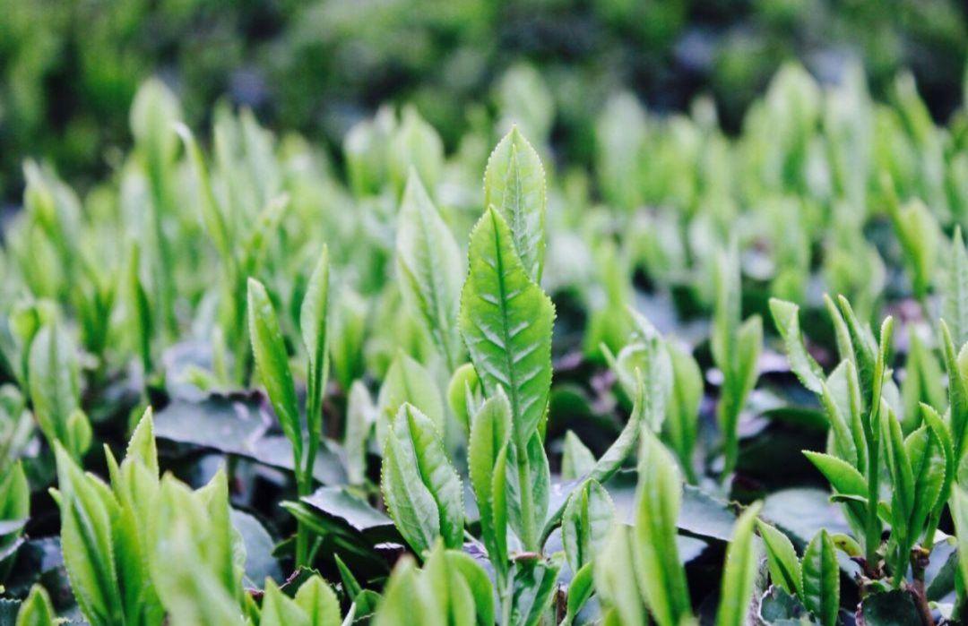 山政小山園 抹茶 槇の白(まきのしろ)300g缶 特選茶筅百本立