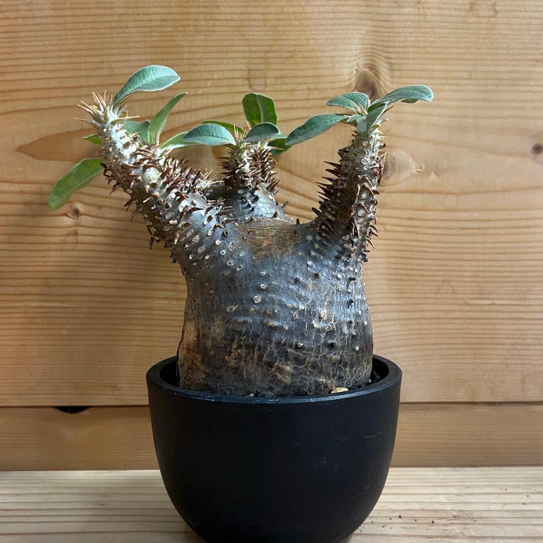 個別対応の パキポディウム マカイエンセ現地球 発根済 塊根幅約7.2cm 現品鉢ごと発送やや傷や汚れあり 新商品が続々!