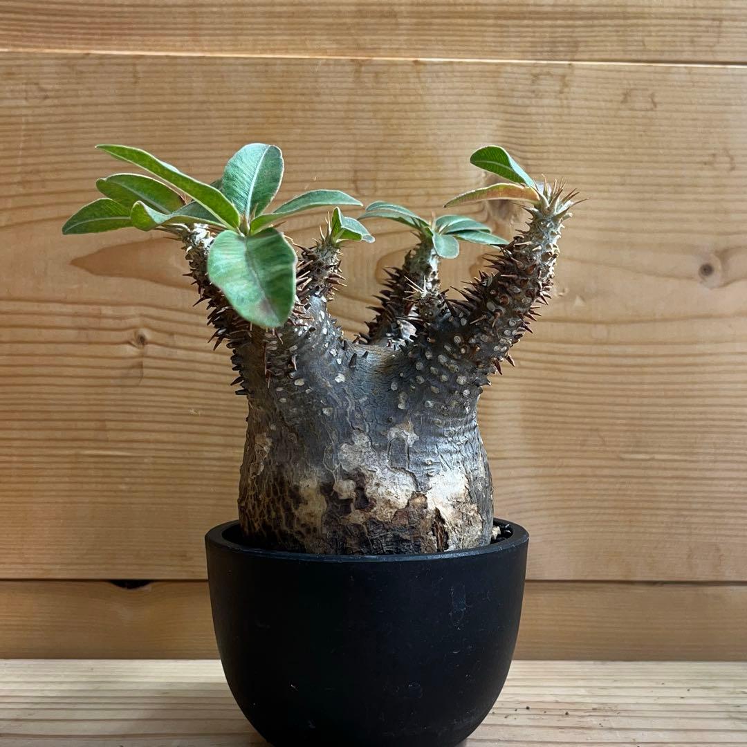 現品鉢ごと発送やや傷や汚れあり