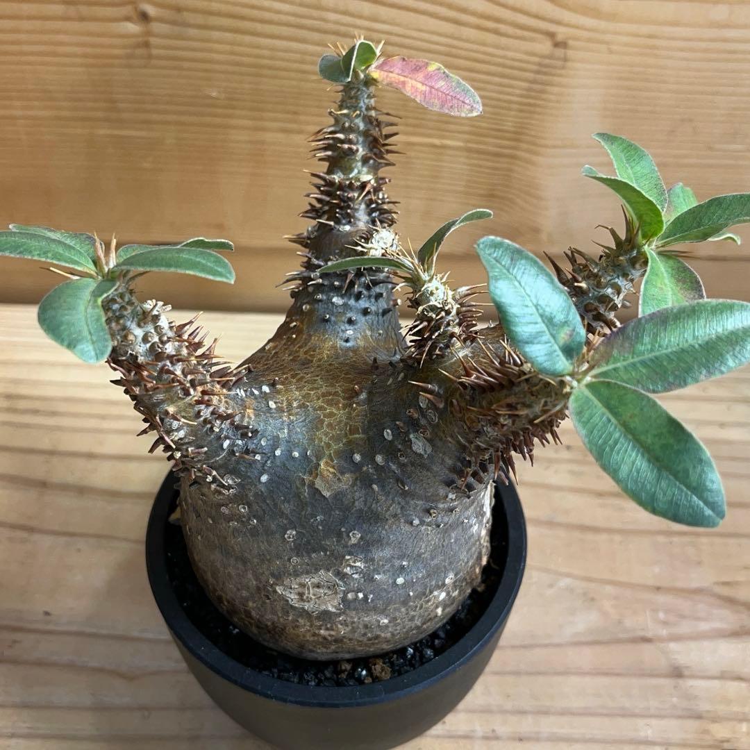 パキポディウム マカイエンセ現地球