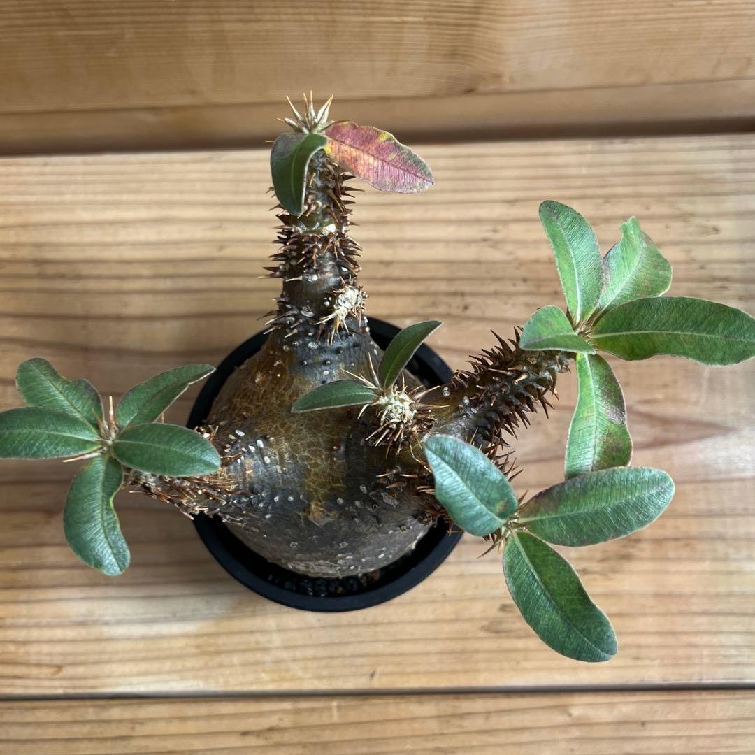 パキポディウム マカイエンセ現地球