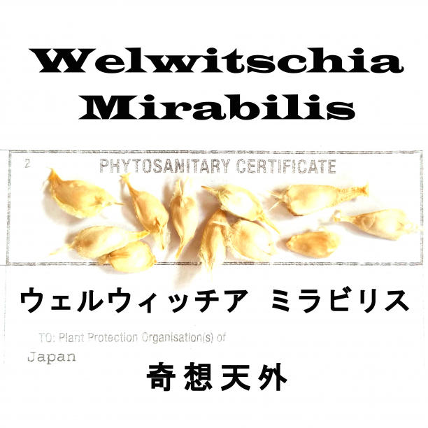 4月入荷 5粒 ウェルウィッチア ミラビリス 奇想天外 種子 種 証明書あり2