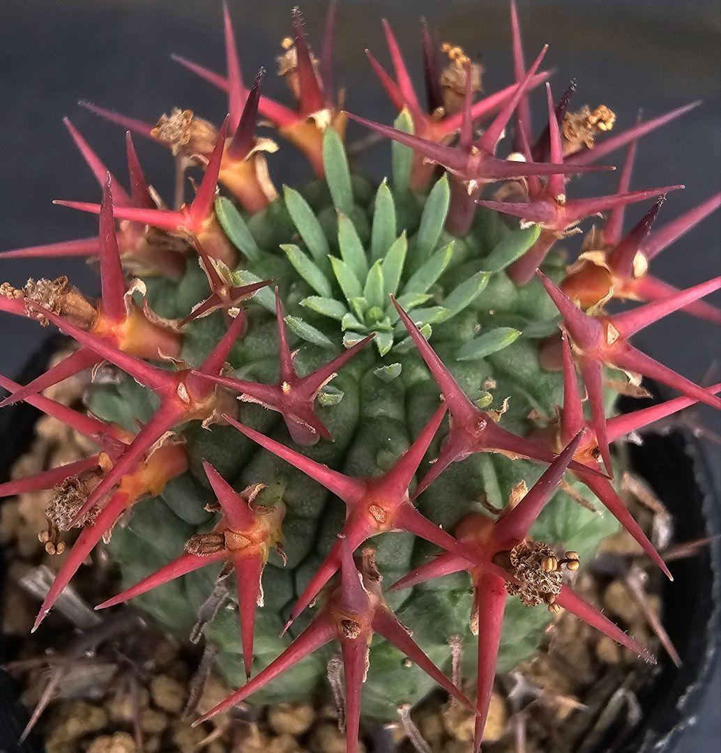 多肉植物 ユーフォルビア属 群星冠