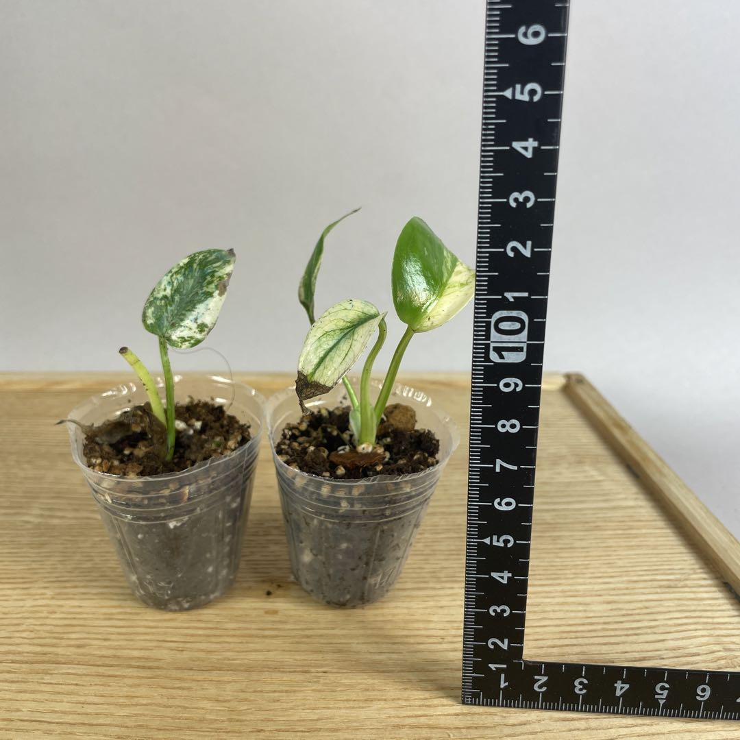 【激安通販 オンラインショップ】 モンステラ 2株 順化済み 斑入り ミント デリシオーサ モンステラ・ポトス