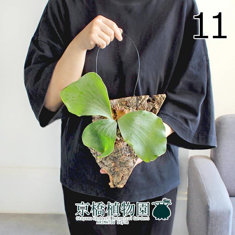 【現品】コウモリラン/ビカクシダ・エレファントティス　コルク付き吊り下げ（11）