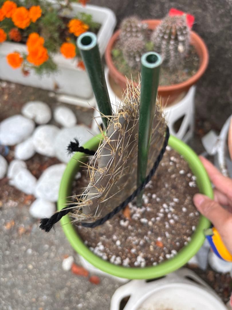 ガラパゴス団扇 黒肌