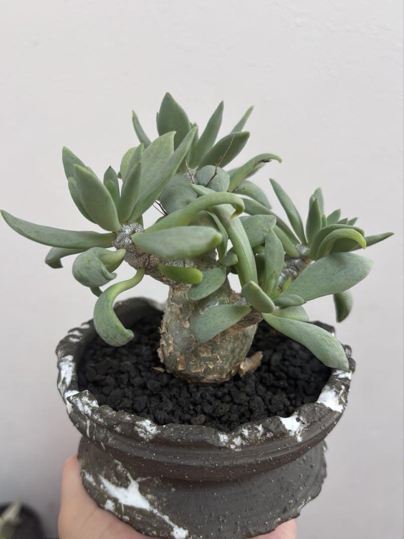 (鉢ごと)チレコドン・レティキュラーツス　万物想 チレコドン レティキュラーツス 万物想 | STELLA.PLANTS