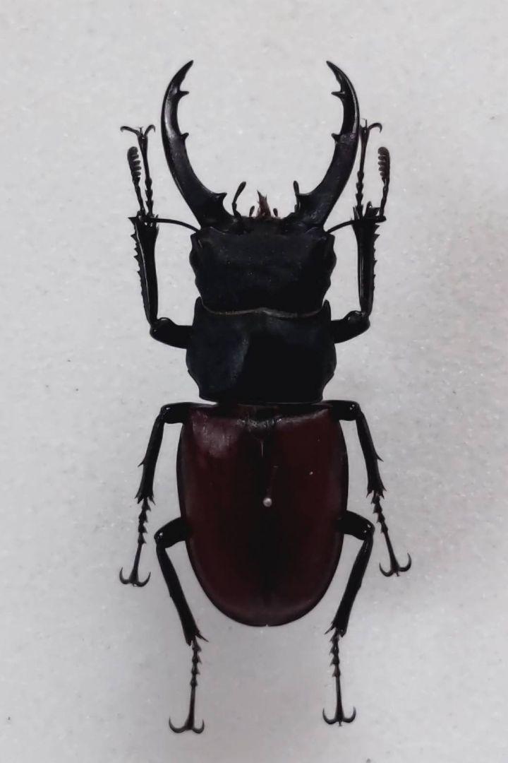 ガラス木箱入り昆虫標本(タマムシ クワガタ カミキリ カブト