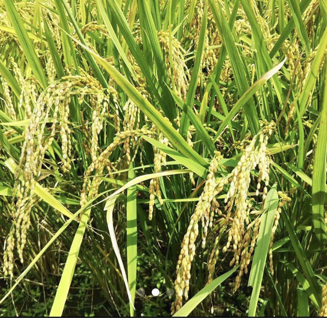 令和6年新米大分県産ヒノヒカリ20㎏キロ（精米キロ18 お米10キロ㎏×2小分け