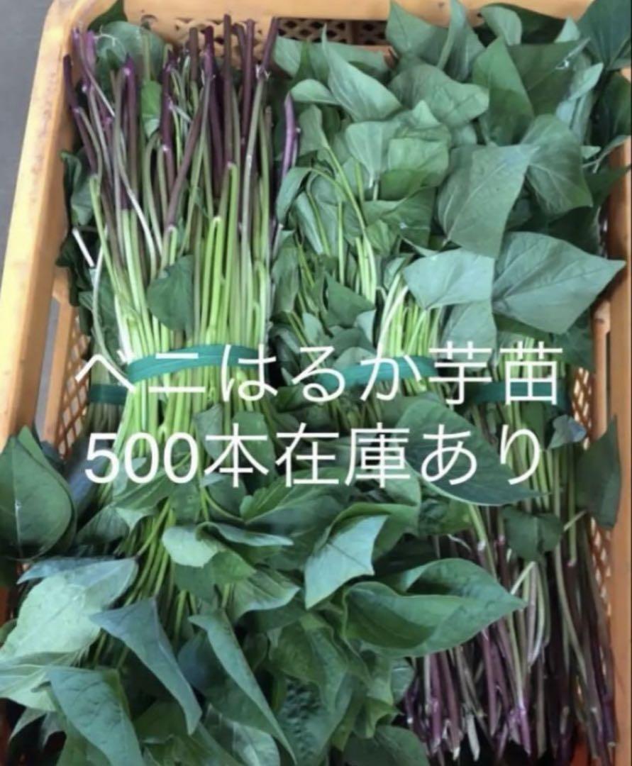 【国内配送】 蜜芋ーべにはるか芋苗500本セール メルカリ - 葉菜