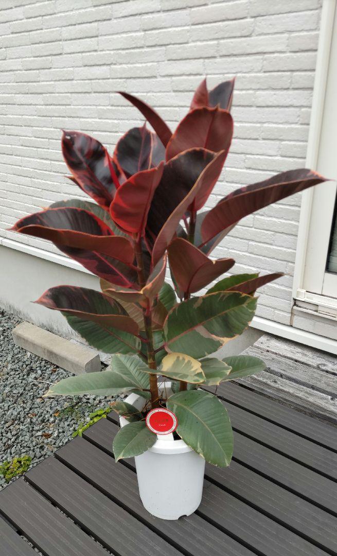 1着でも送料無料 フィカス ベリーズ ゴムの木 7号プラ鉢 植物/観葉