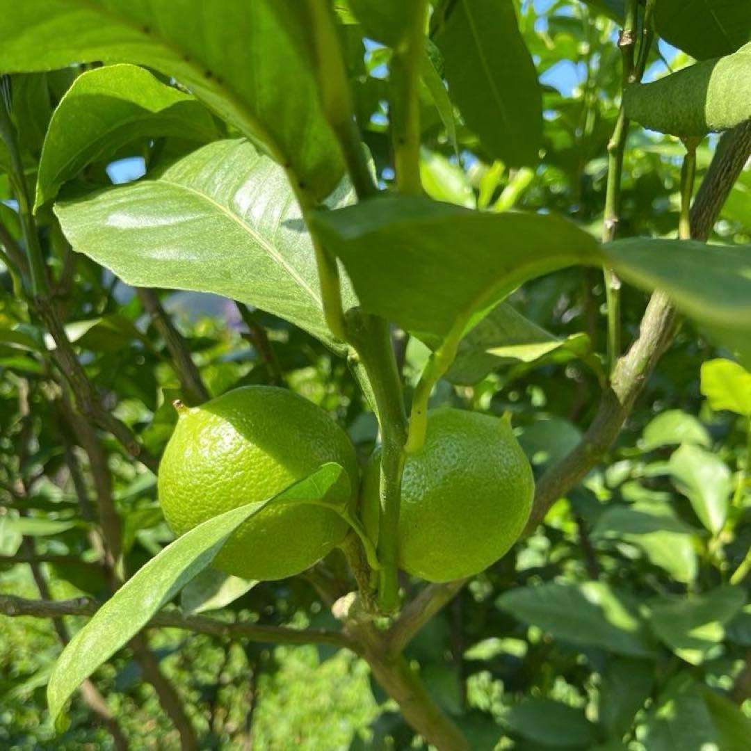 国産ベルガモットオレンジ果実香りが強い露地栽培約9kg 送料込み 【A品】規格L 国産ベルガモットオレンジ果実香りが強い露地栽培約9kg 送料込み 【A品】規格L