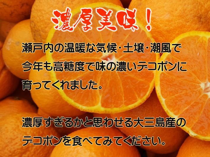 【チッチ】不知火9Kg　　同梱発送