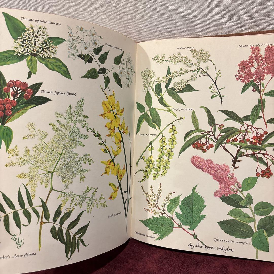 79+② ビンテージ植物図鑑 洋書 古書 ボタンニカルアート