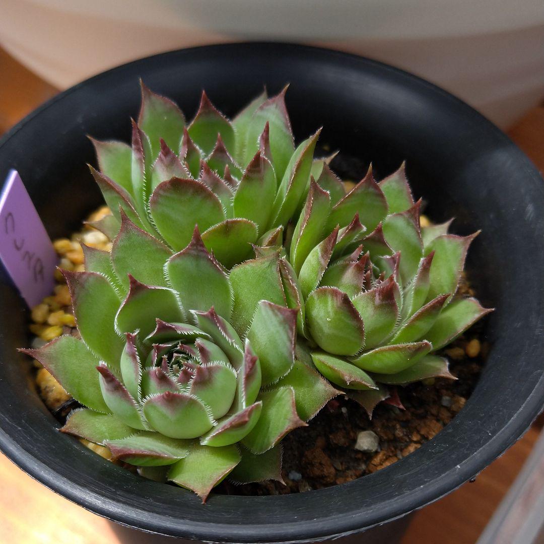 メルカリ こいしさま 多肉植物 センペルビウム クレスタ 植物 観葉植物 3 800 中古や未使用のフリマ メルカリ こいしさま 多肉植物 センペルビウム クレスタ 植物 観葉植物 3 800 中古や未使用のフリマ