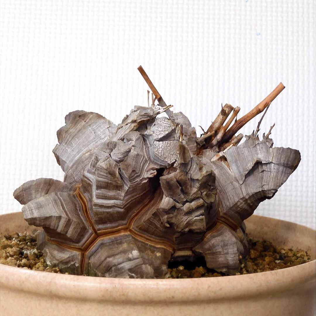亀甲竜　（ごつごつタイプの大株）