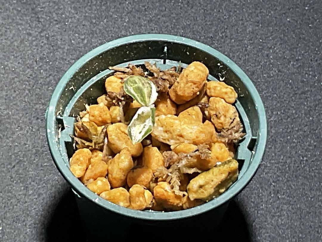 「美」斑入りマコデスペトラ