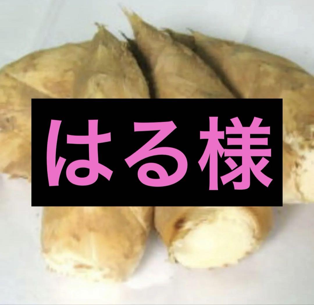 はる様　京都山城産　朝掘り筍小さめ3kg