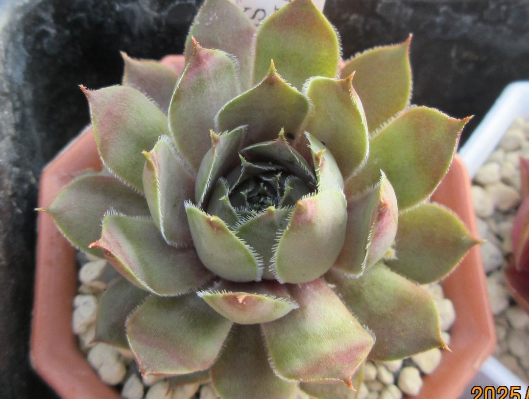 Oregon Sky (5) Sempervivum センペルビブムX - メルカリ