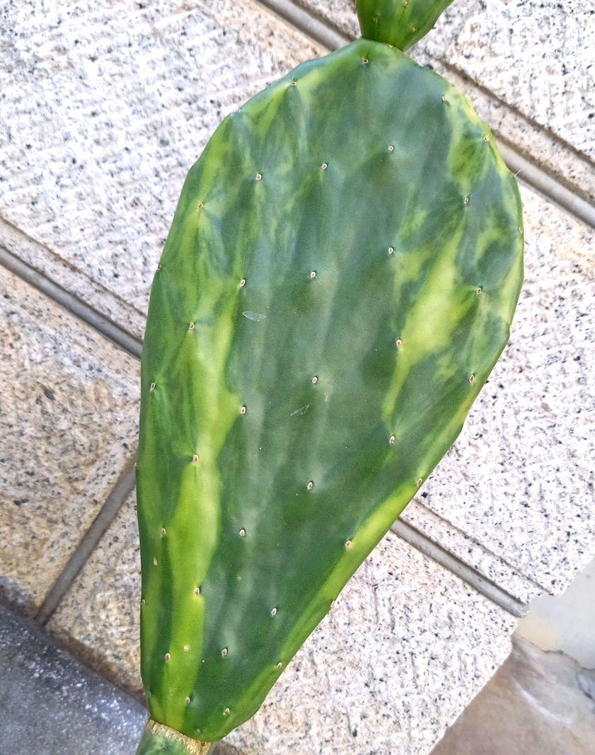 ウチワサボテン