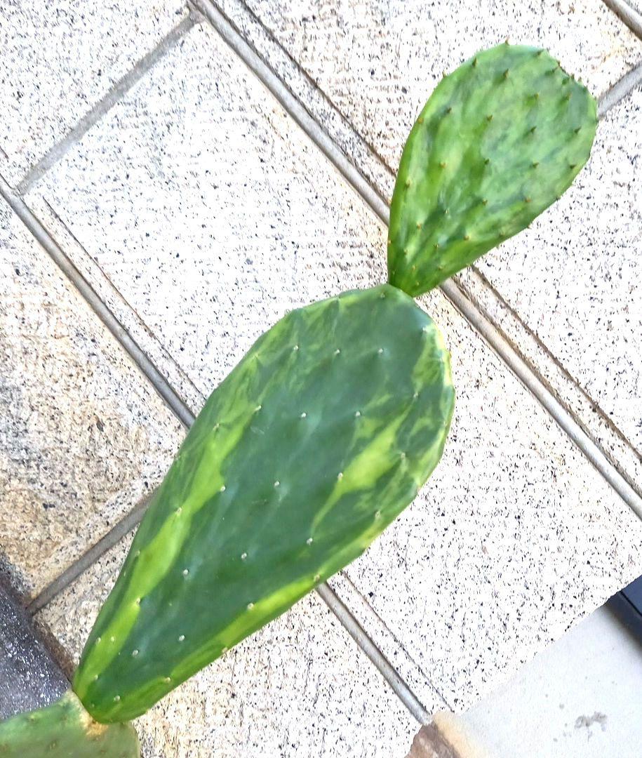 大丸盆 ドライガーデン