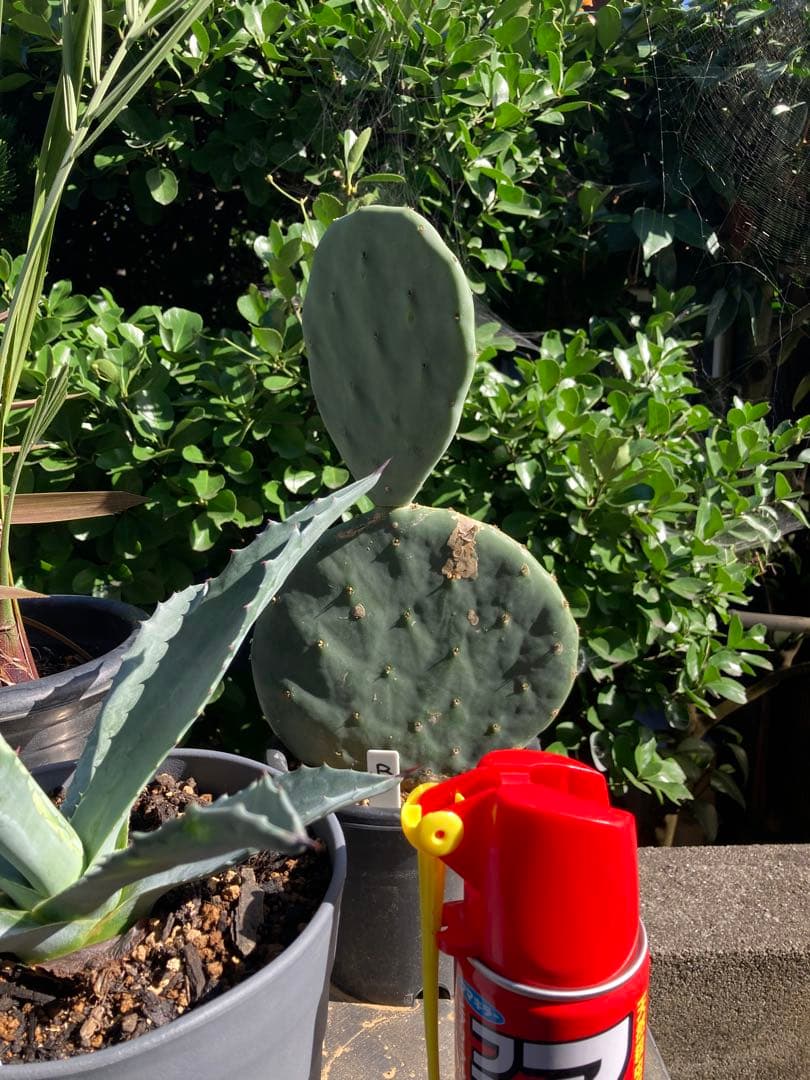 ドライガーデンＢセット鉢ごと配送致します