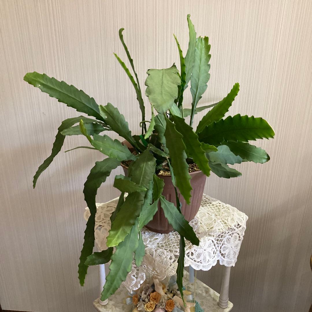 クーchan さま 孔雀サボテン港まつり目立った傷や汚れなし YUZUMIYA_COM