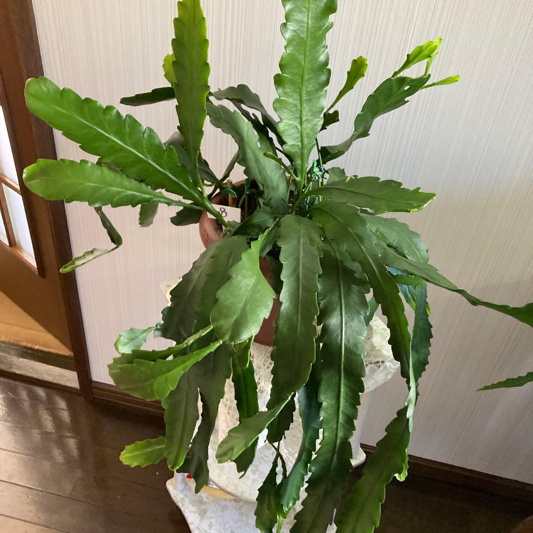 さま 孔雀サボテン港まつり目立った傷や汚れなし