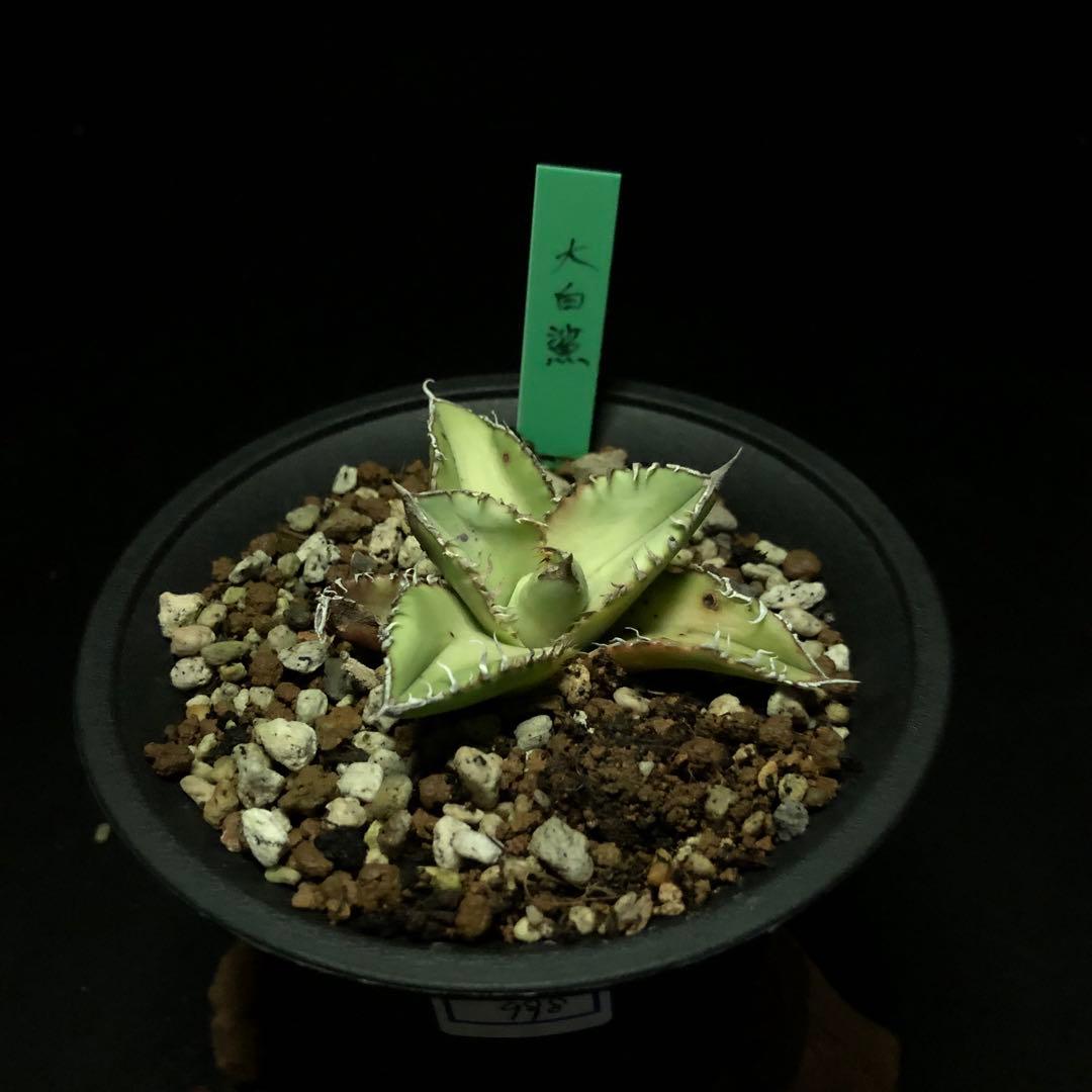 ペロガメラ様 リクエスト 4点 まとめ商品