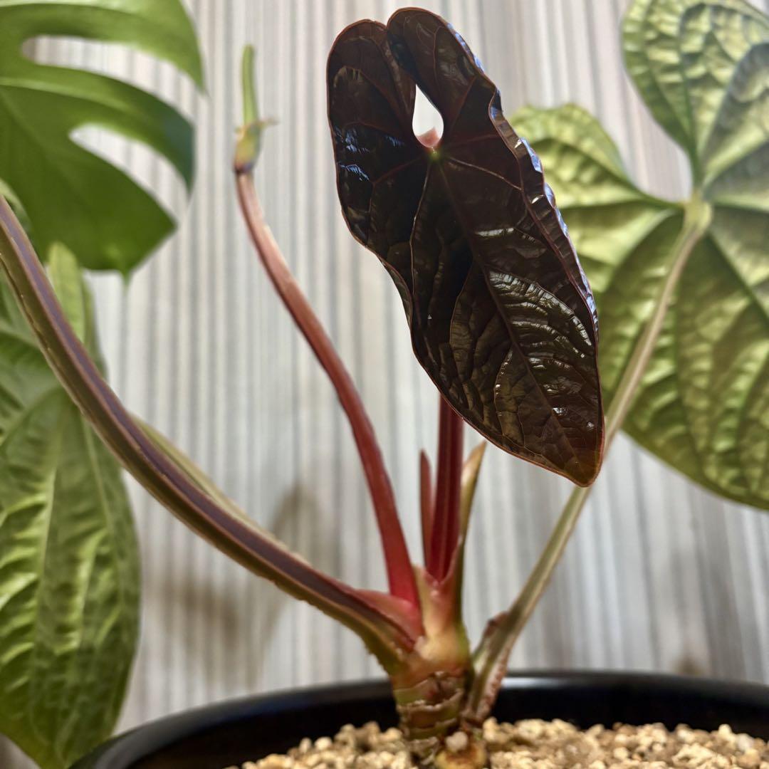 Anthurium luxurians アンスリウム ルクスリアンス 2 Anthurium luxurians アンスリウム ルクスリアンス 大サイズ
