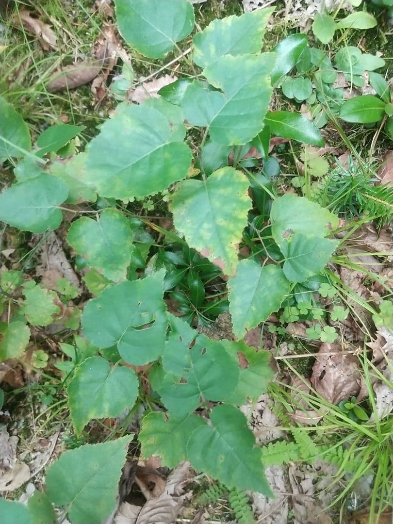 白樺小苗　25苗