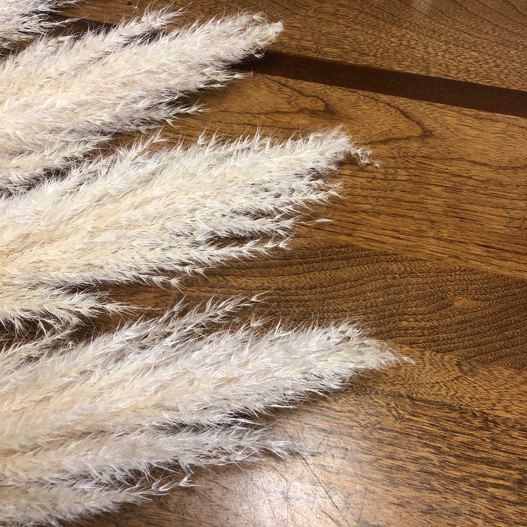 国産パンパスグラスドライフラワー今季大No.39 lcId1-m47319164330 特価即納