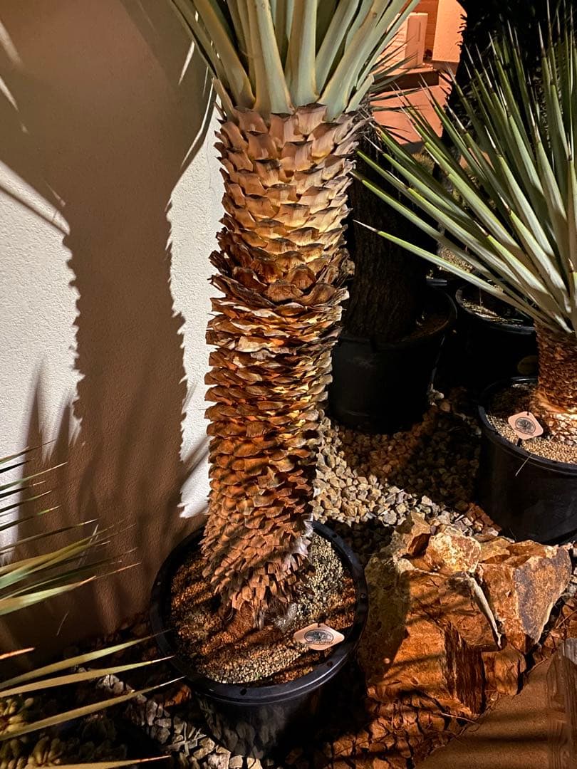 ユッカ マルデヌベスverリギダ ユッカ マルデヌベスverリギダ