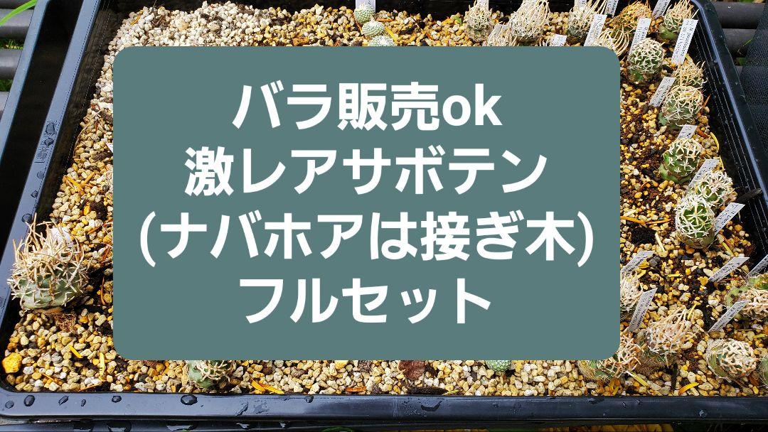 バラ販売ok)激レアサボテン　ナバホアは接ぎ木　フルセット