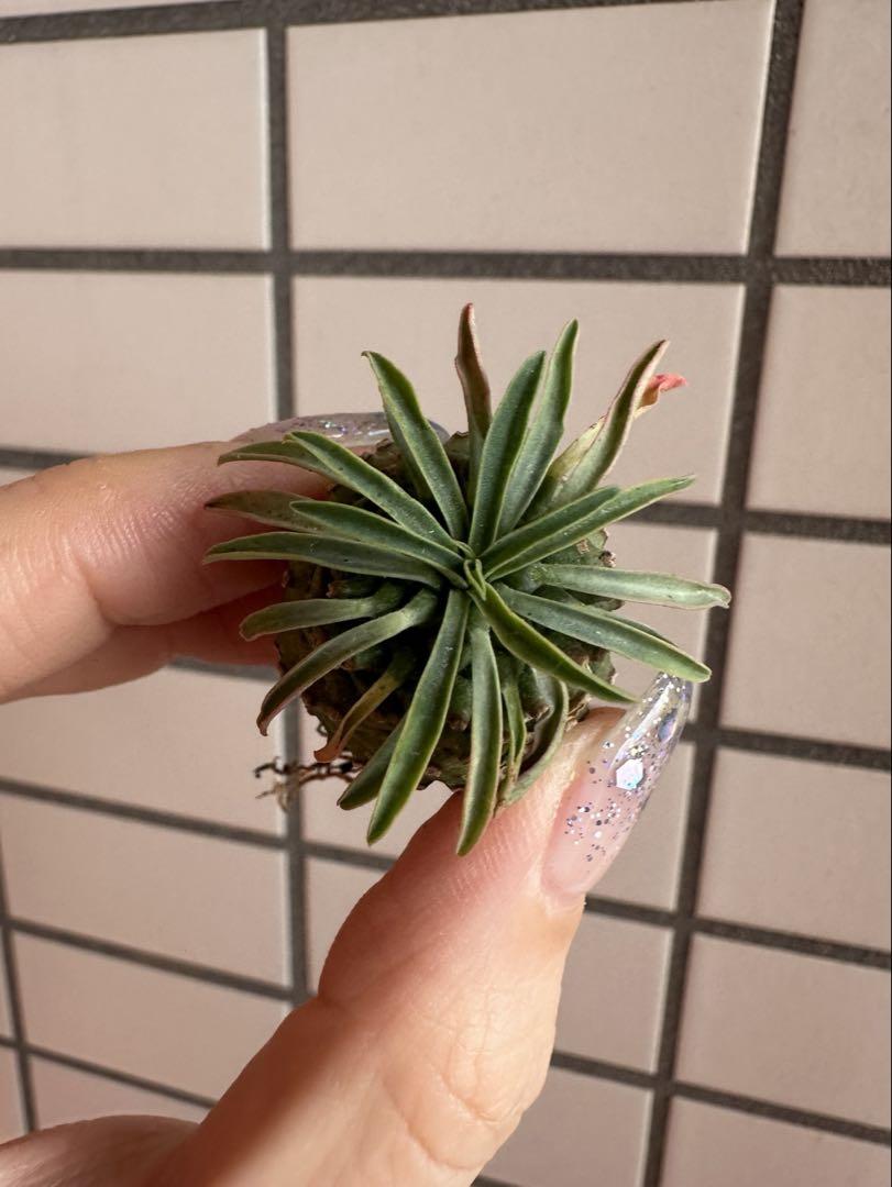 ユーフォルビア オベサ鉄甲 オベ鉄 カキコ⑥ - メルカリ