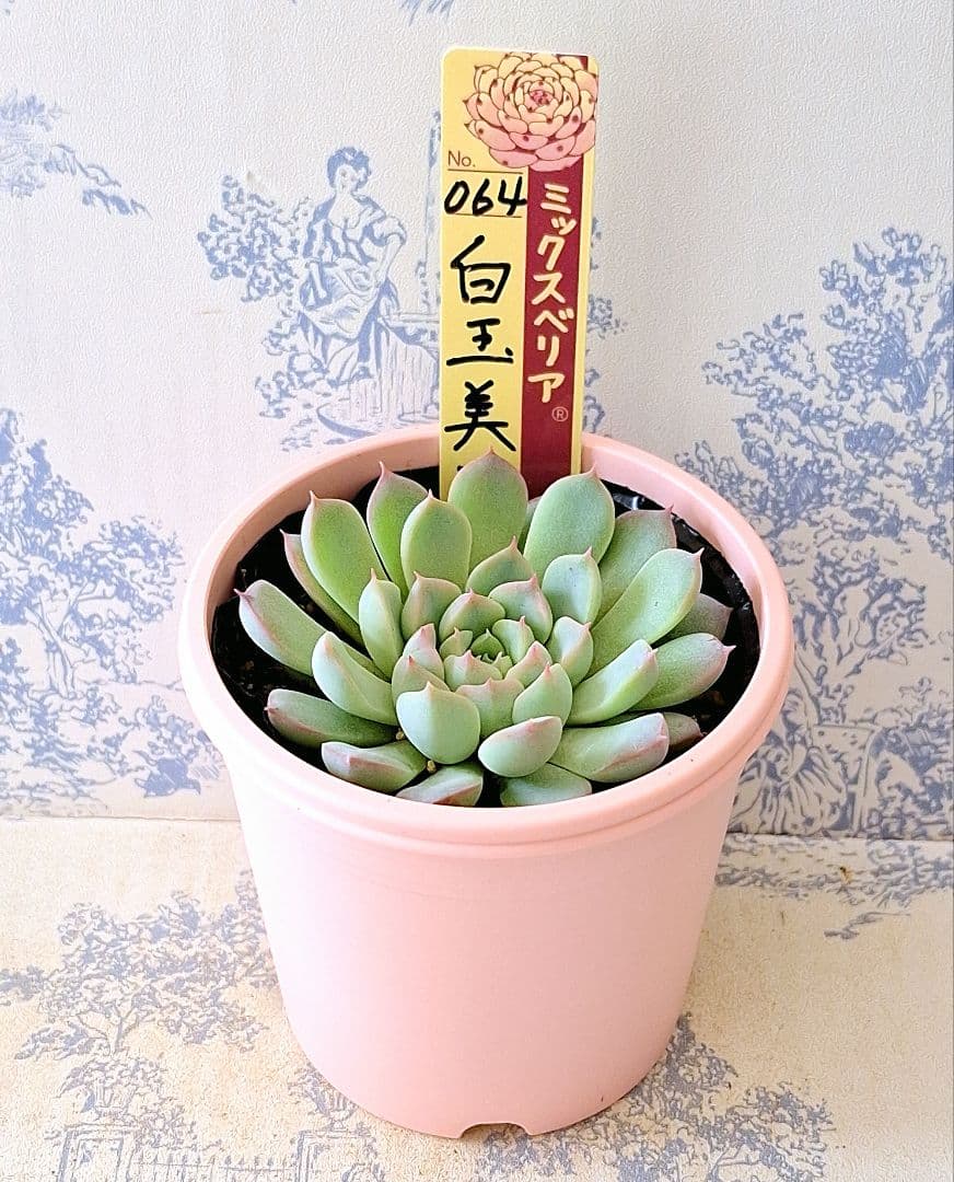 白玉美尼 札付きポットごとメルカリ便おらいさん苗ミックスベリア